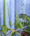 090422erodium3.jpg