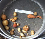090423tubers.jpg