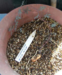 090424polyphyllum3.jpg