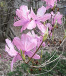 090427mitsuba.jpg
