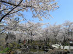 090502sakura.jpg