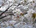 090505sakura.jpg