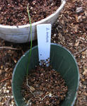 090507anthora.jpg