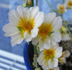 090510leptophyllum.jpg