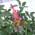 090510pentaphyllum.jpg