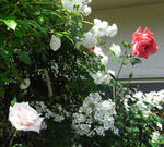 090518rose1.jpg