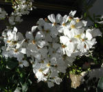 090518rose2.jpg