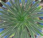 090522echium.jpg