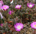 090522picot.jpg
