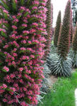 090523echium1.jpg