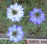 090524nigella.jpg