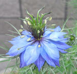 090524nigella2.jpg