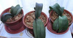 090604kochouran.jpg
