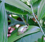 090607kaeru.jpg