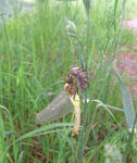 090611tombo.jpg