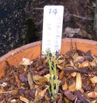 090620pentaphyllum.jpg