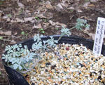 090621polyphyllum.jpg