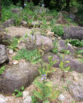 090624aokeshi.jpg
