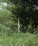 090627nejibana3.jpg