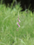 090627nejibana2.jpg
