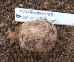 090629pentaphyllum.jpg
