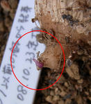 090629pentaphyllum2.jpg