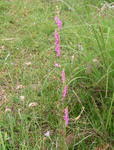 090708neji2.jpg