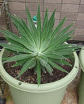 090708echium.jpg