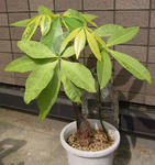 090711pakira.jpg
