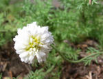 090716camomile.jpg