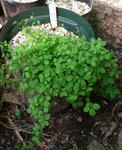 090718pentaphyllum13.jpg