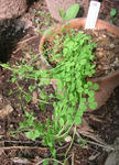 090718pentaphyllum14.jpg