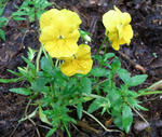 090719pansy_yellow.jpg