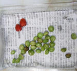 090719seeds.jpg