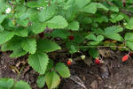 strawberry.jpg