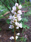 090729francoa.jpg