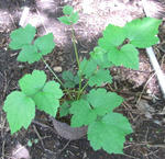 090801kusabotan0725.jpg