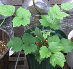 090801kusabotan.jpg