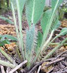 090806meconopsis.jpg