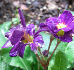 090807purimura.jpg