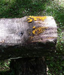 090808kinoko1.jpg