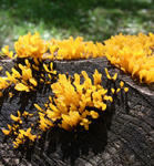 090808kinoko3.jpg