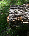 090808kinoko2.jpg