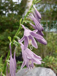 090809giboushi.jpg