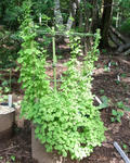 090810pentaphyllum13.jpg