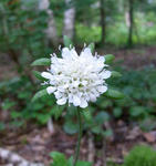 090811scabiosa.jpg