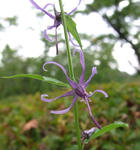 090813shidesyajin.jpg