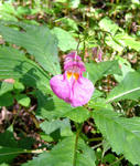 090818tsurifune2.jpg