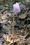 090819cyclamen.jpg