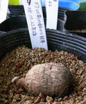 090820pentaphyllum9.jpg